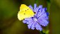 Cloudless Sulphur on Chicory